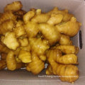 Chinese Fresh Ginger From Farm